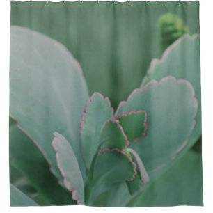 Beautiful Desert Plant Art Photograph