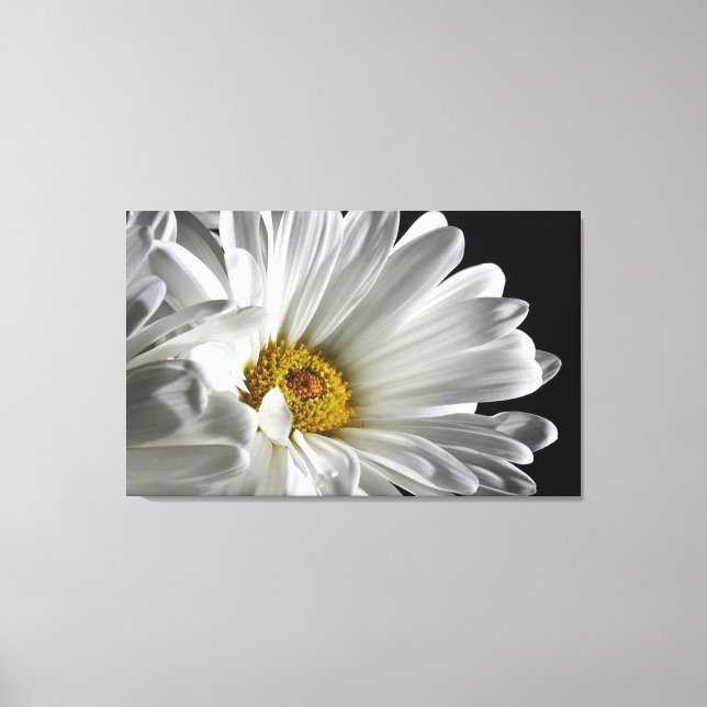 Beautiful Detailed Daisy Wall Canvas Print (Front)