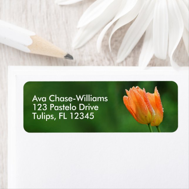 Beautiful Dew-Kissed Floral Pastel Orange Tulips (Insitu)
