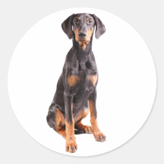beautiful doberman pinscher classic round sticker