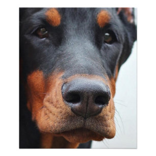 Beautiful Doberman Pinscher Photo Print
