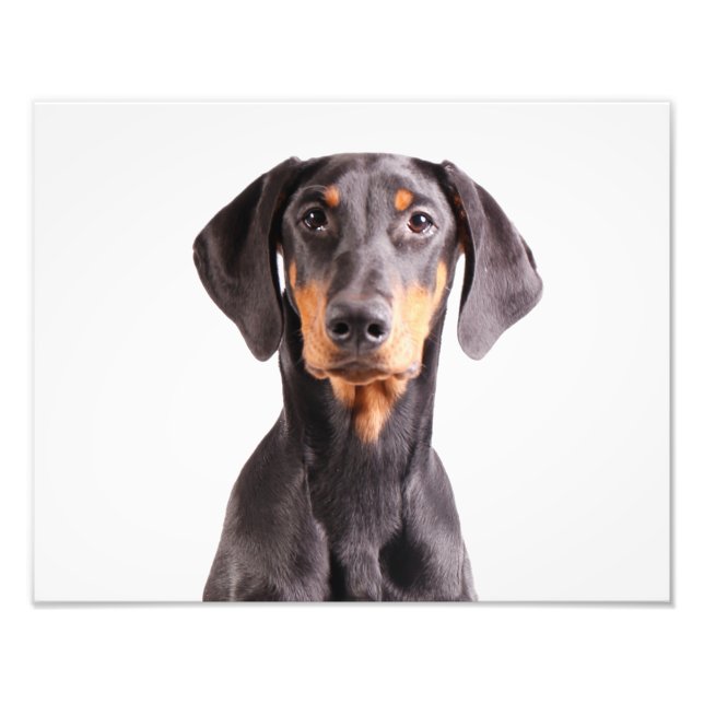 Beautiful doberman pinscher photo print (Front)