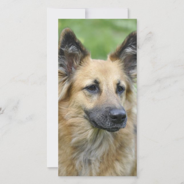Beautiful Dog (Front)