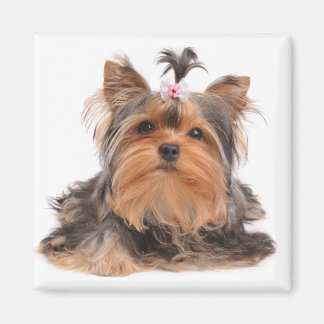 Beautiful dog magnet