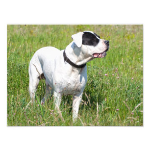 Beautiful Dogo Argentino Photo Print