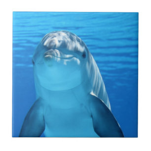 Beautiful dolphin tile