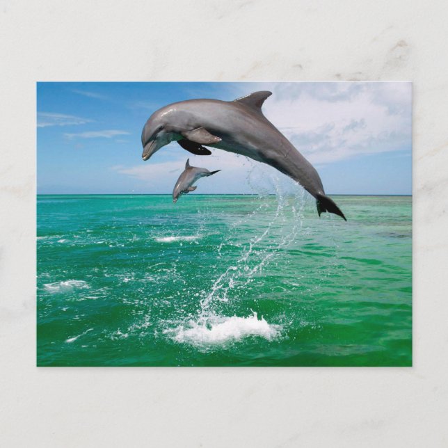 Beautiful Dolphins Postcard (Front)