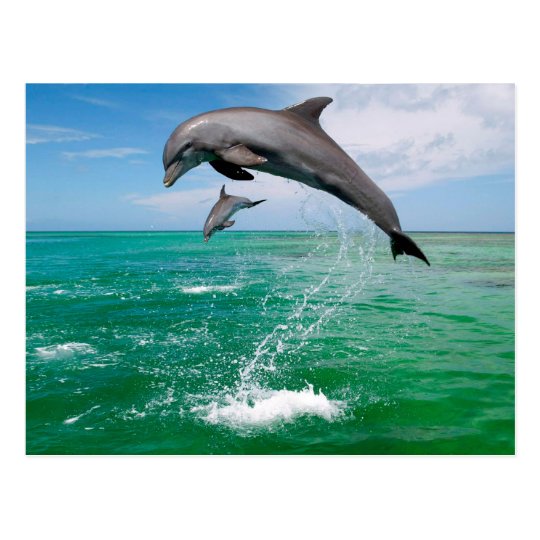Beautiful Dolphins Postcard