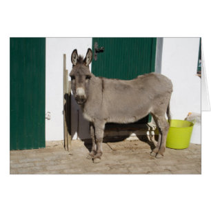 Beautiful Donkey