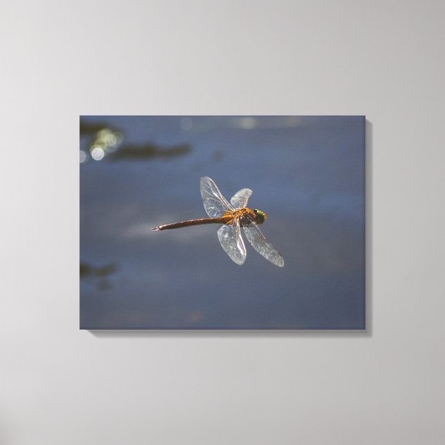Beautiful Dragonfly Close-Up Over Water Canvas Print (Front)