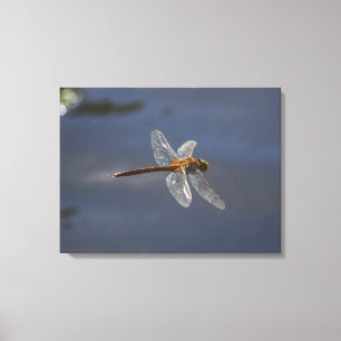 Beautiful Dragonfly Close-Up Over Water Canvas Print