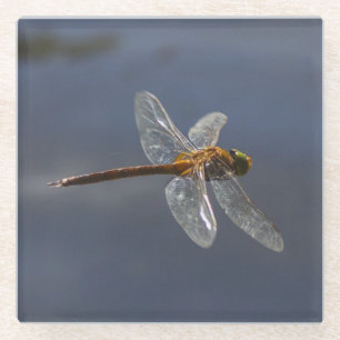 Beautiful Dragonfly Close-Up Over Water Glass Coaster