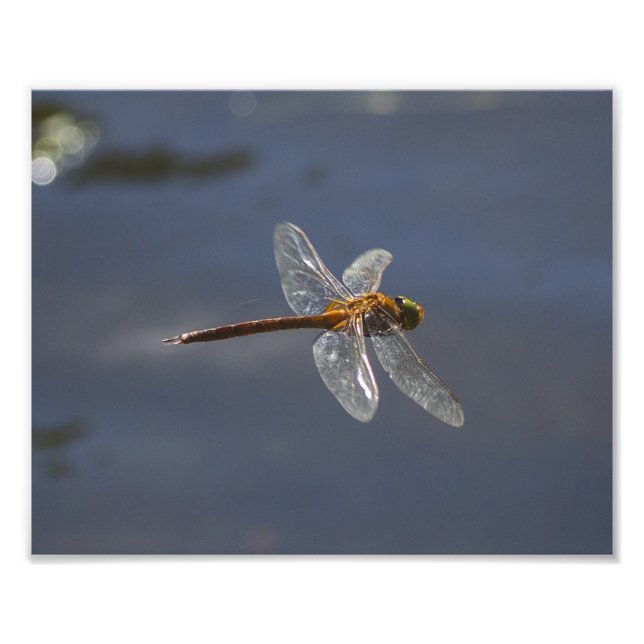 Beautiful Dragonfly Close-Up Over Water Photo Print (Front)