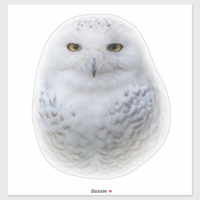 Beautiful, Dreamy and Serene Snowy Owl (Sheet)