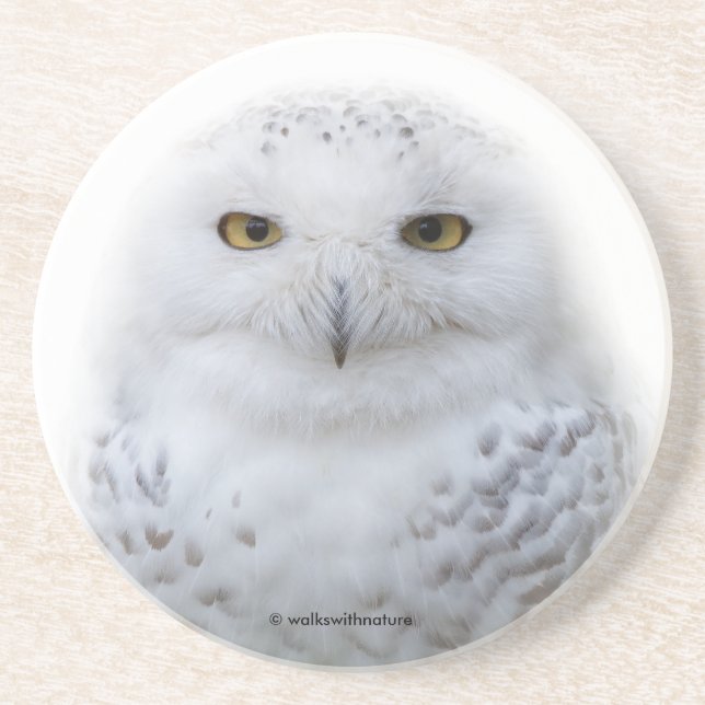 Beautiful, Dreamy and Serene Snowy Owl Coaster (Front)