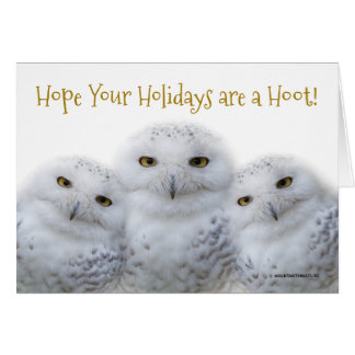 Beautiful, Dreamy and Serene Snowy Owls