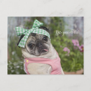 Beautiful dressed up Chinese pug image Postcard