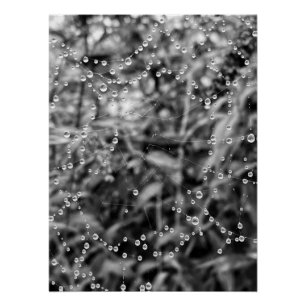 Beautiful drops on spiderweb threads poster