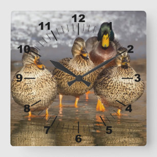 Beautiful ducks photo square wall clock