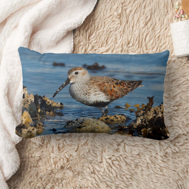 Beautiful Dunlin Sandpiper at the Spring Beach Lumbar Pillow (Blanket)
