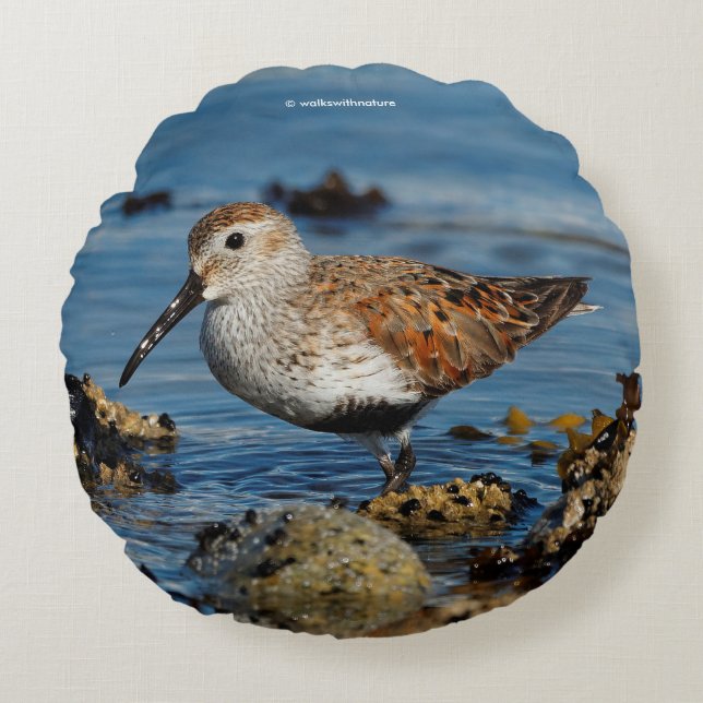 Beautiful Dunlin Sandpiper at the Spring Beach Round Pillow (Front)