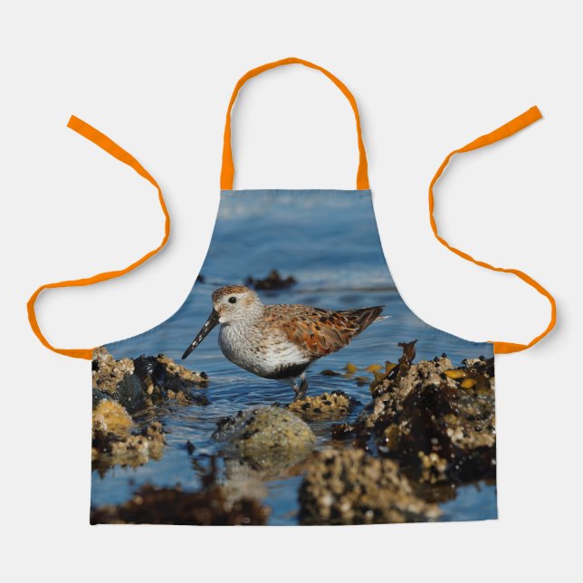 Beautiful Dunlin Sandpiper Goes Solo on the Beach Apron (Front)