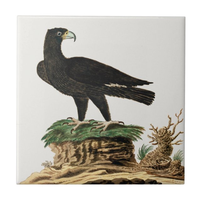 Beautiful Eagle Birds Vintage Painting Tile (Front)