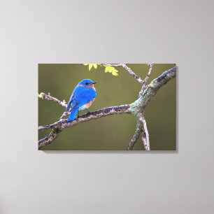 Beautiful Eastern Bluebird Canvas Print