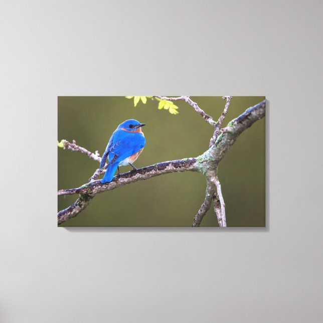 Beautiful Eastern Bluebird Canvas Print (Front)