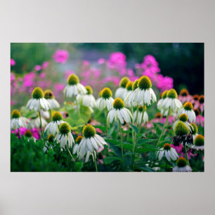 Beautiful Elegant White Coneflowers Poster