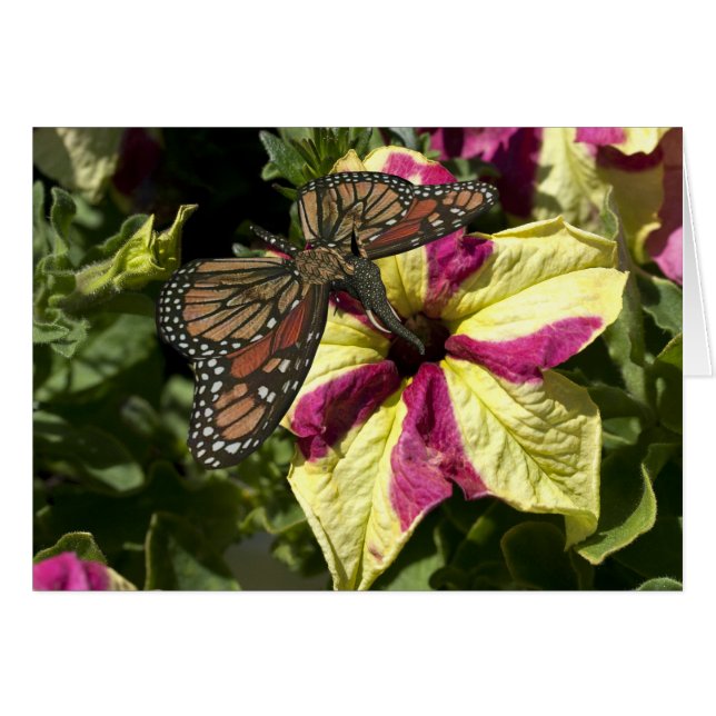 Beautiful Elephant Butterfly (Front Horizontal)