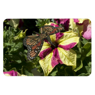 Beautiful Elephant Butterfly Magnet