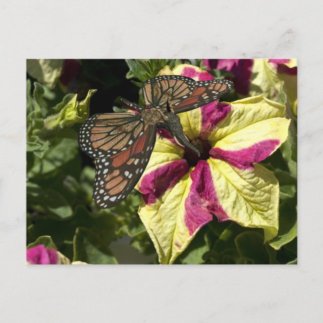 Beautiful Elephant Butterfly Postcard (Front)