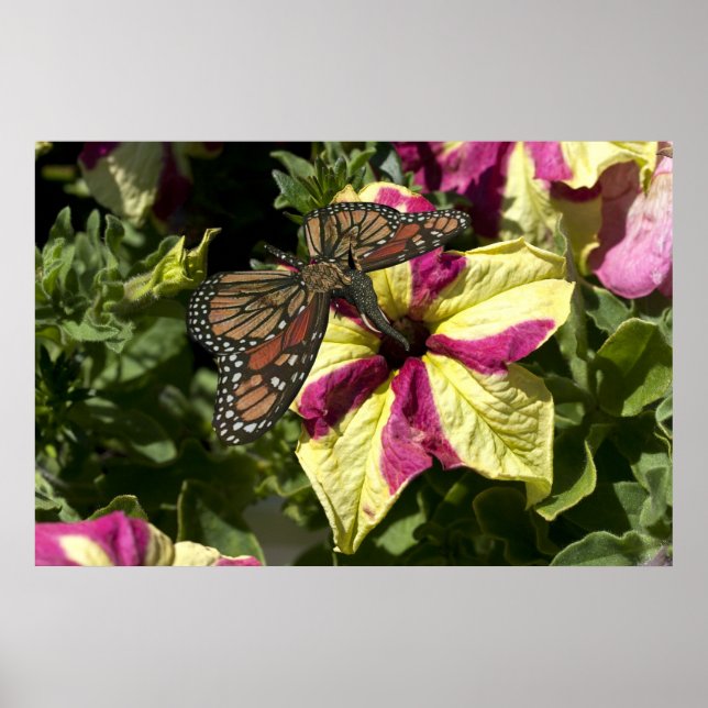 Beautiful Elephant Butterfly Poster (Front)