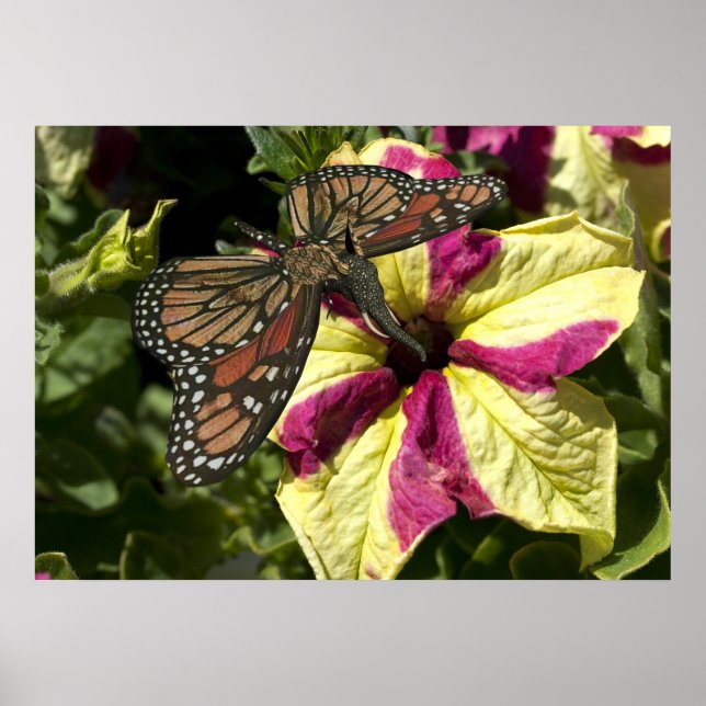 Beautiful Elephant Butterfly Poster (Front)