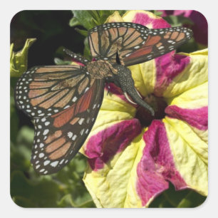 Beautiful Elephant Butterfly Square Sticker