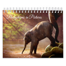 Beautiful Elephant Photographs