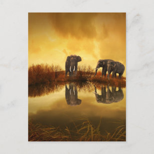 beautiful elephant Thailand sunset Postcard