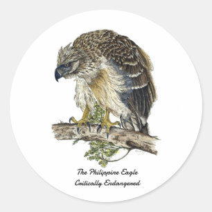 Beautiful Endangered Philippine Eagle Artwork Classic Round Sticker