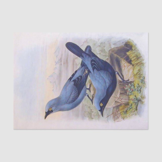 Beautiful Exotic Blue Birds Vintage Illustration Tissue Paper (Front)