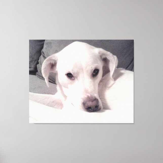 Beautiful Exquisite Photo of White Dog Grey Canvas (Front)