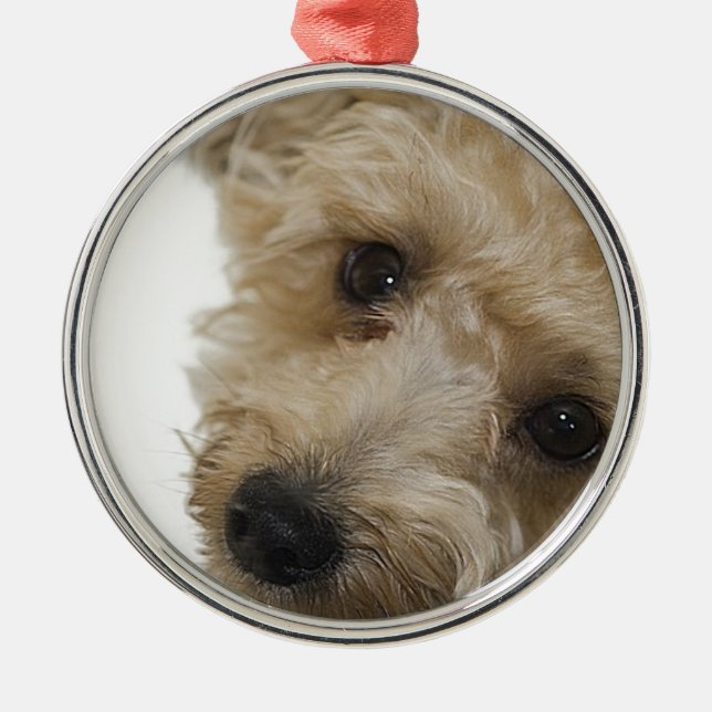 Beautiful Eyes of a Yorkie Poo Puppy Metal Ornament (Front)