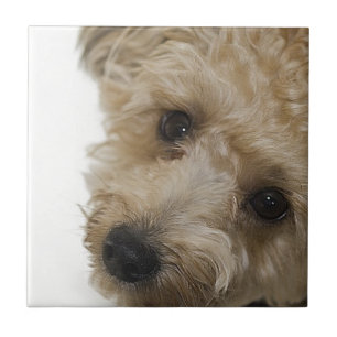 Beautiful Eyes of a Yorkie Poo Puppy Tile
