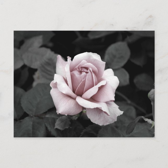 Beautiful faded pink rose print postcard (Front)
