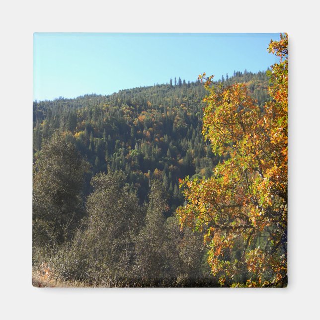 Beautiful Fall colours..... Magnet (Front)