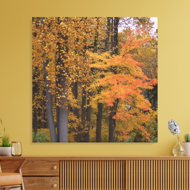 Beautiful Fall Leaves Tulip Poplar Trees Canvas Print (Insitu(LivingRoom))