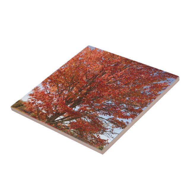 Beautiful Fall  Maple Tree in Red Leaves Tile (Side)