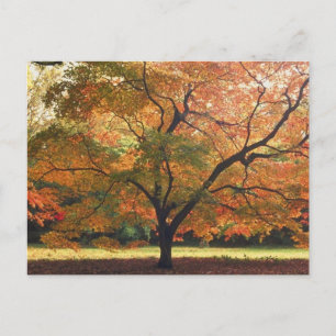 Beautiful Fall Tree Postcard