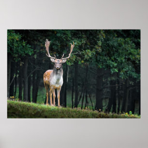 Beautiful Fallow Deer Nature Scenery Poster