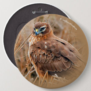 Beautiful Female Northern Harrier in the Marsh 6 Inch Round Button